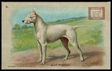 8 Bull Terrier